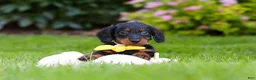 Miniature Dachshund dogs for sale: Ronnie - Ad 6