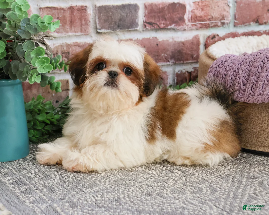 Shih Tzu dogs for sale: Dolly - Ad 2