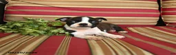 Boston Terrier dogs for sale: Peter - Ad 3