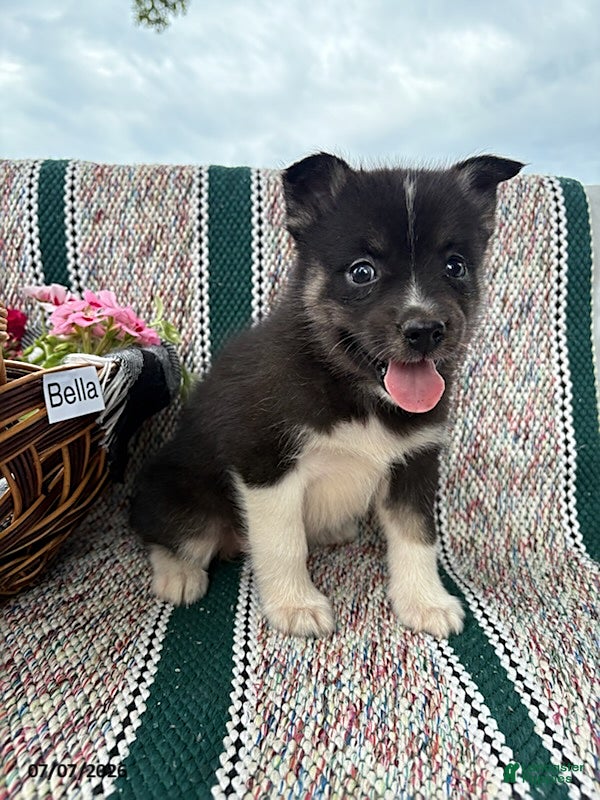 Pomsky dogs Bella   - Ad 2