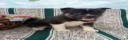 Pomsky dogs for sale: Bella   - Ad 2