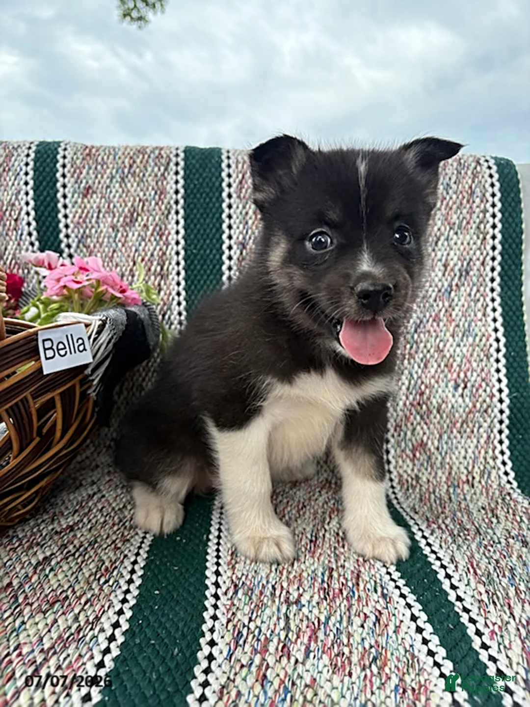 Pomsky dogs for sale: Bella   - Ad 2