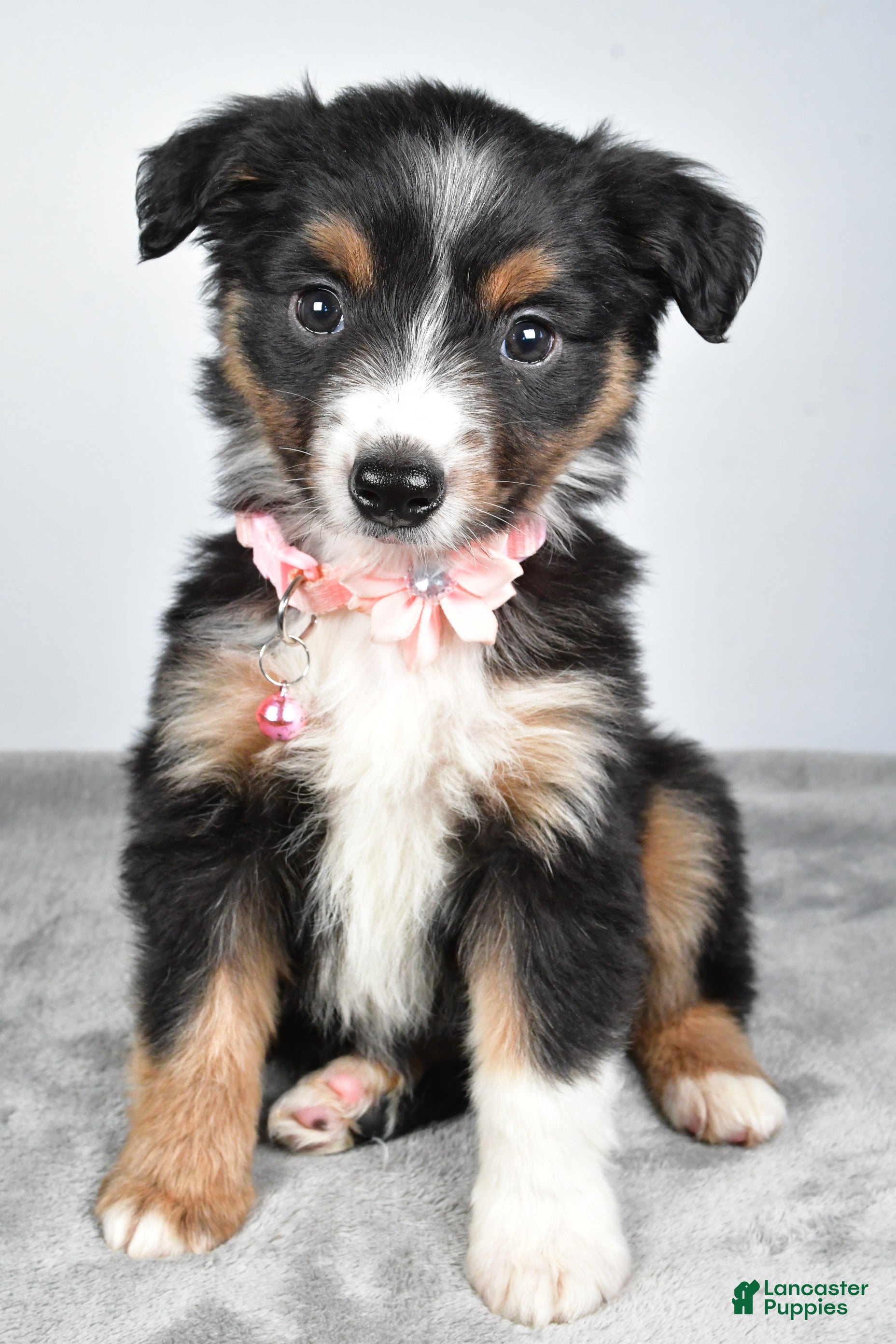 Miniature Australian Shepherd dogs Olympia - Ad 13