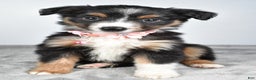 Miniature Australian Shepherd dogs for sale: Olympia - Ad 1
