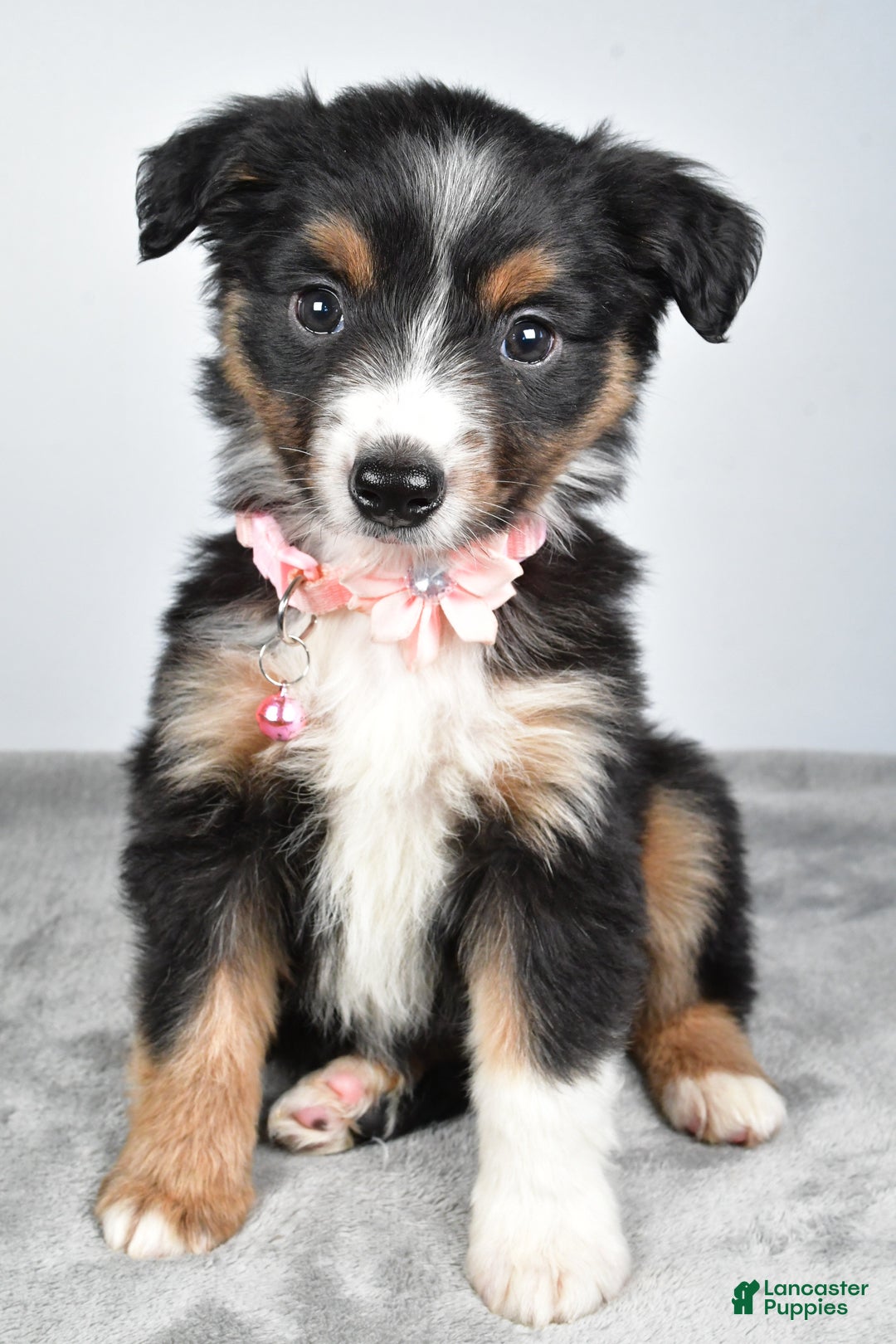 Miniature Australian Shepherd dogs for sale: Olympia - Ad 1