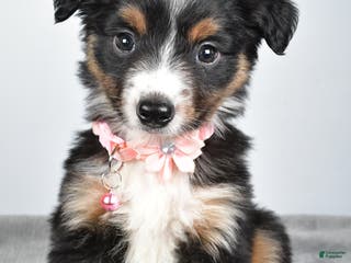 Miniature Australian Shepherd dogs Olympia - Ad 39