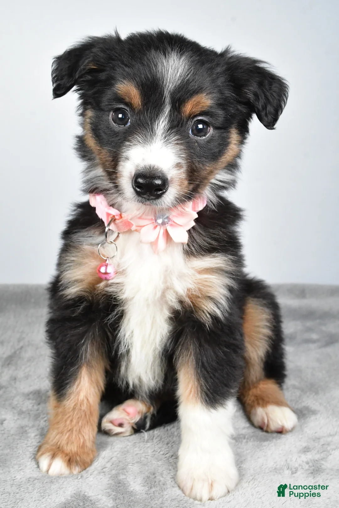 Miniature Australian Shepherd dogs for sale: Olympia - Ad 1
