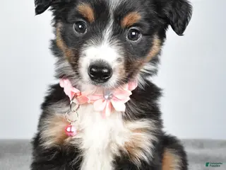 Miniature Australian Shepherd dogs Olympia - Ad 25