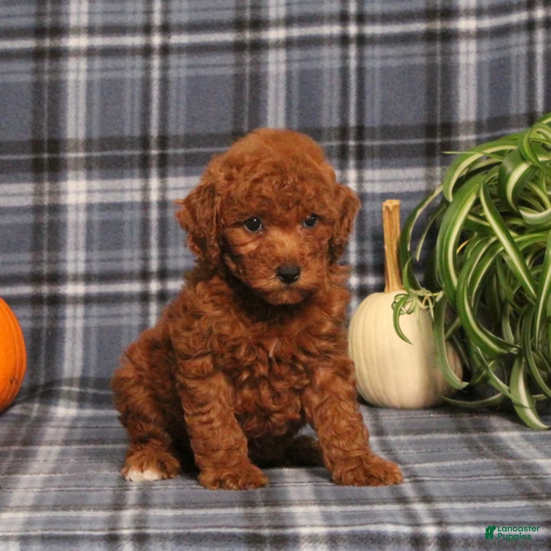 Miniature Poodle dogs for sale: Hope - Ad 5