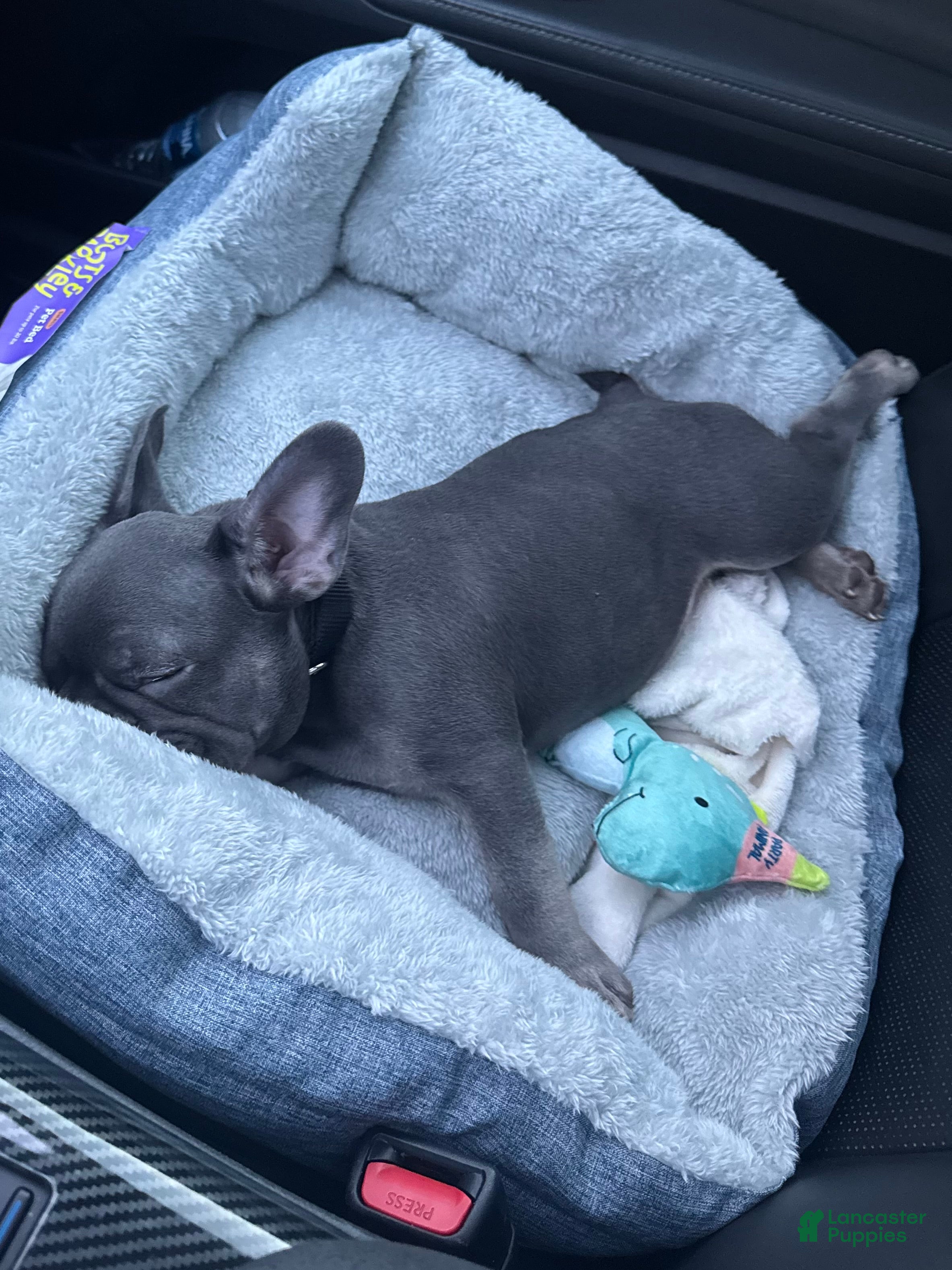 French Bulldog dogs Gray Merle French Bulldog 1 - Ad 2