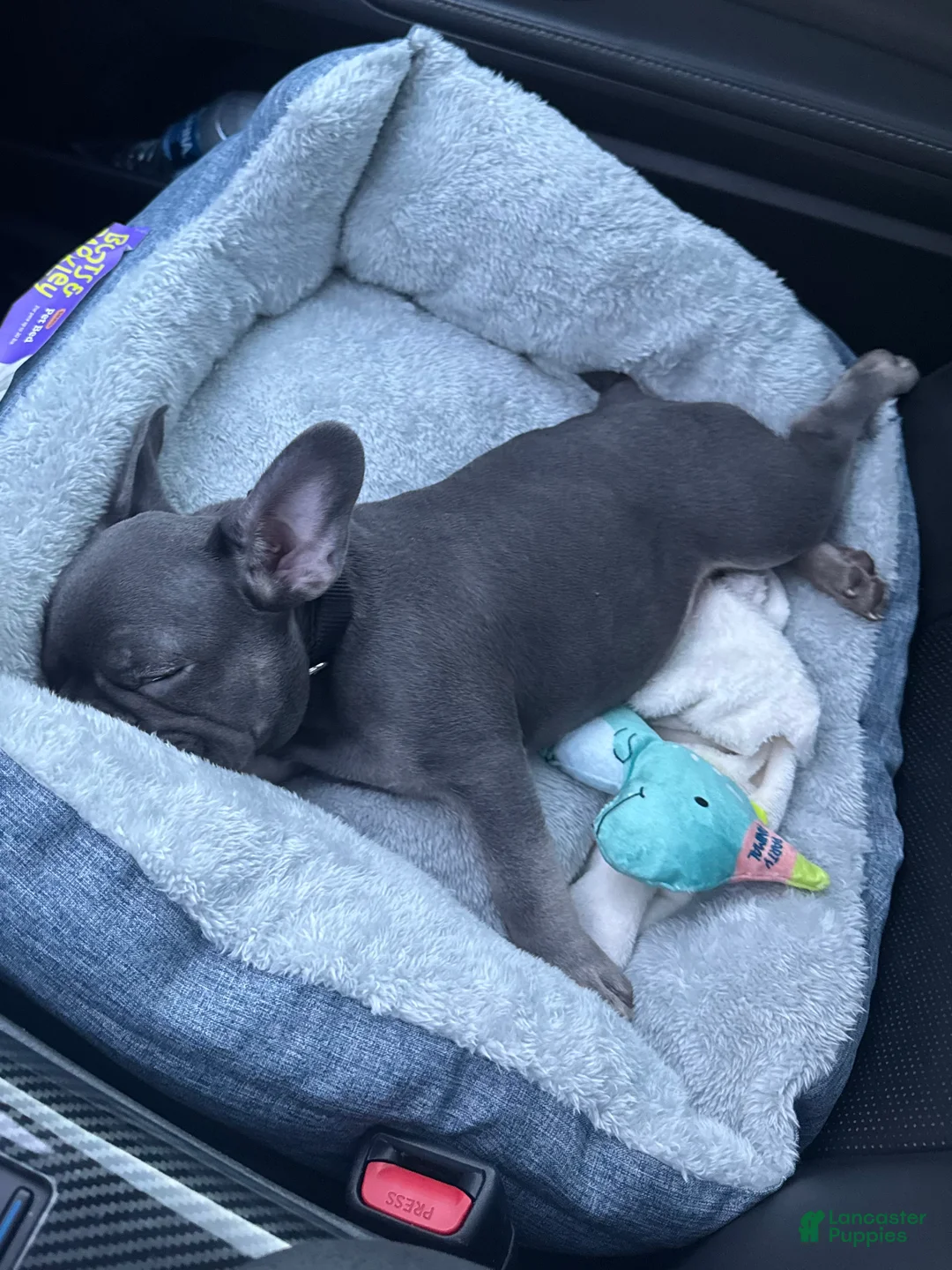 French Bulldog dogs for sale: Gray Merle French Bulldog 1 - Ad 2