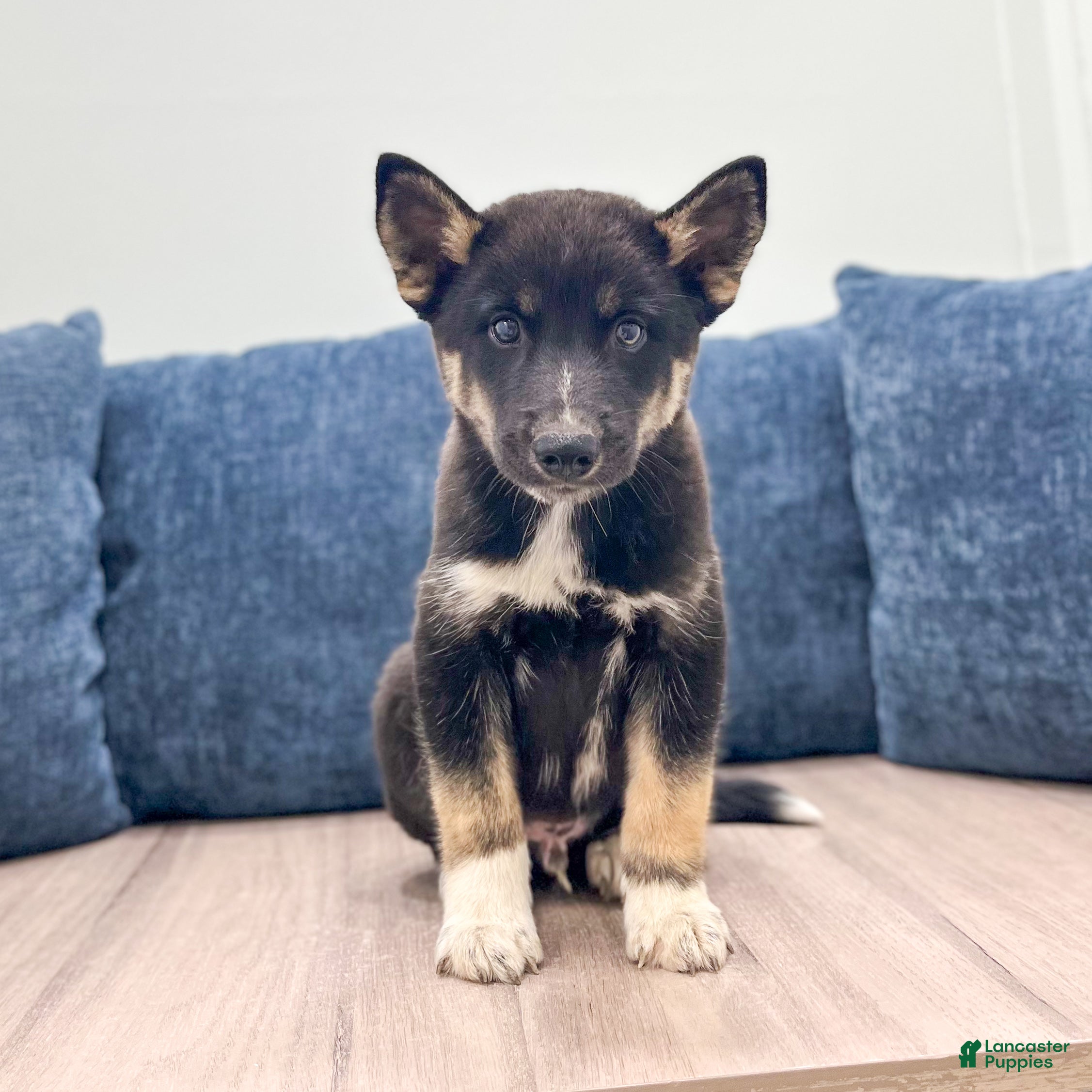 Mixed Breed dogs Rocky - Ad 1