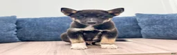 Mixed Breed dogs for sale: Rocky - Ad 1
