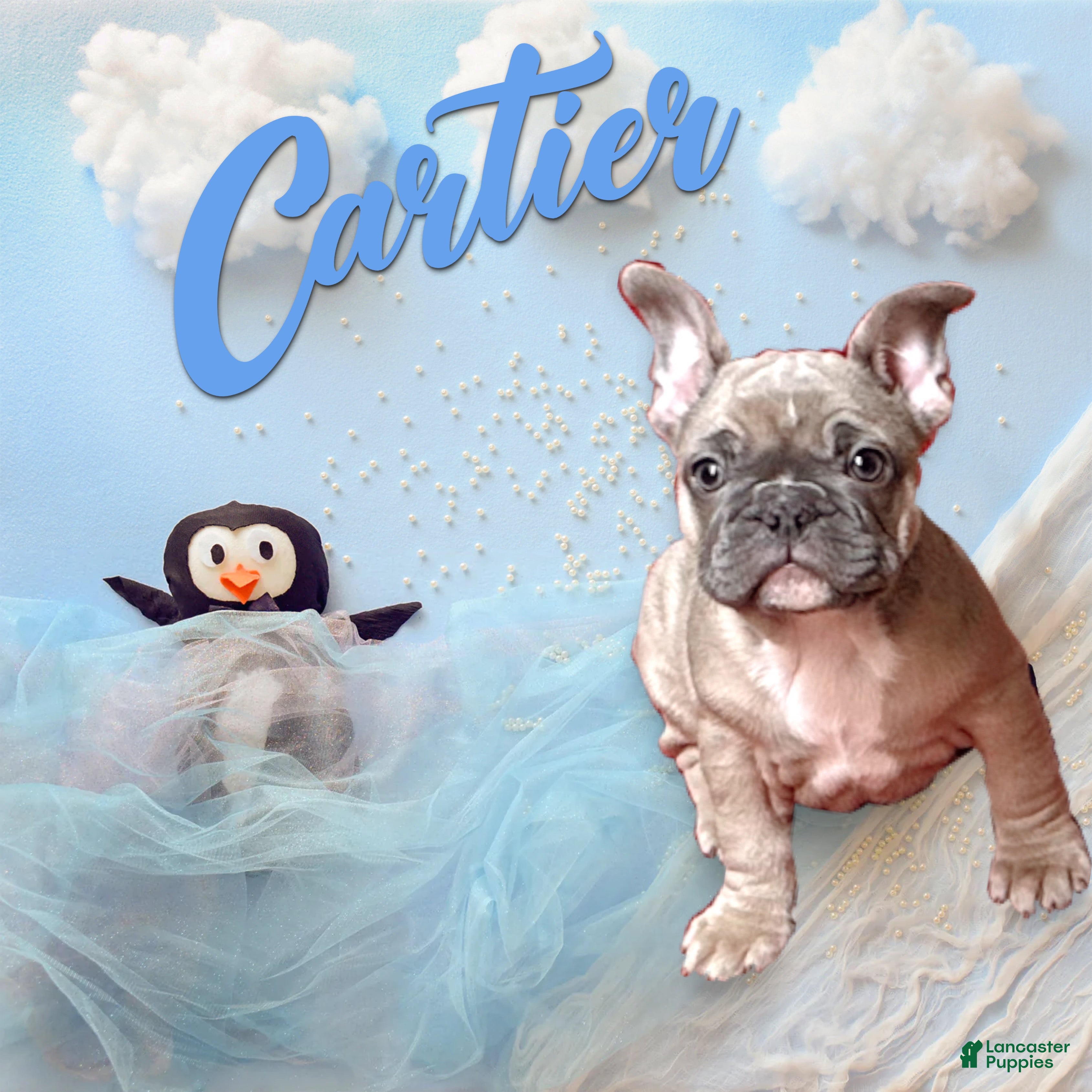 French Bulldog dogs Cartier  - Ad 10