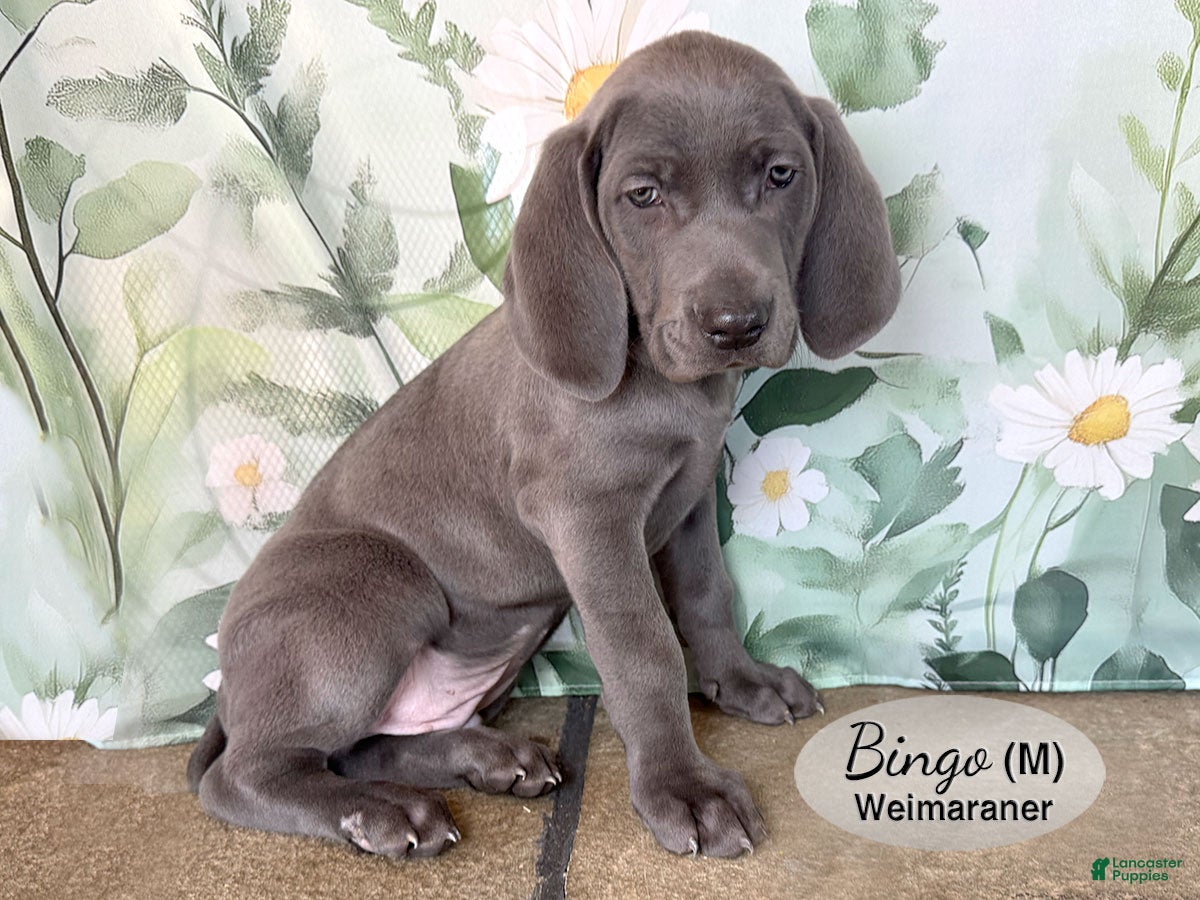 Weimaraner dogs Bingo - Ad 2