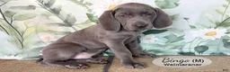 Weimaraner dogs for sale: Bingo - Ad 2