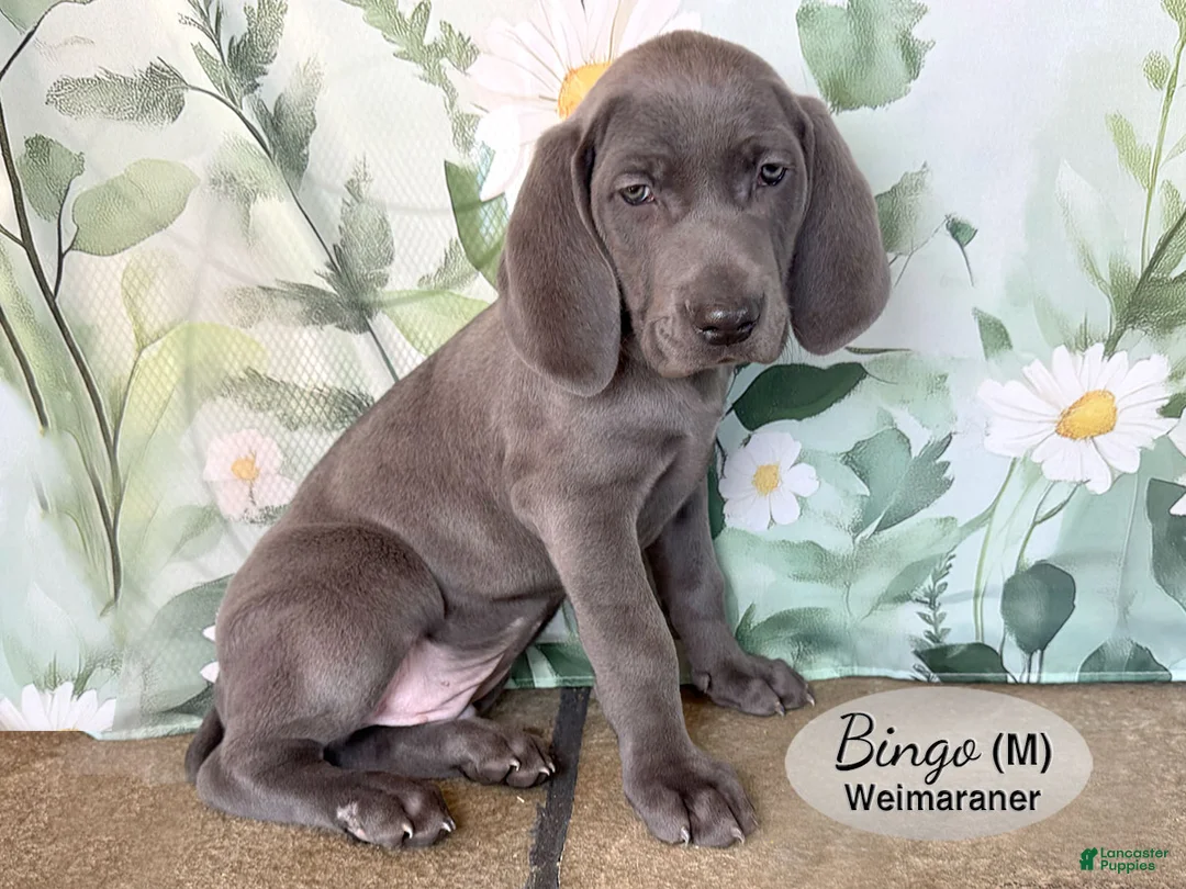 Weimaraner dogs for sale: Bingo - Ad 2