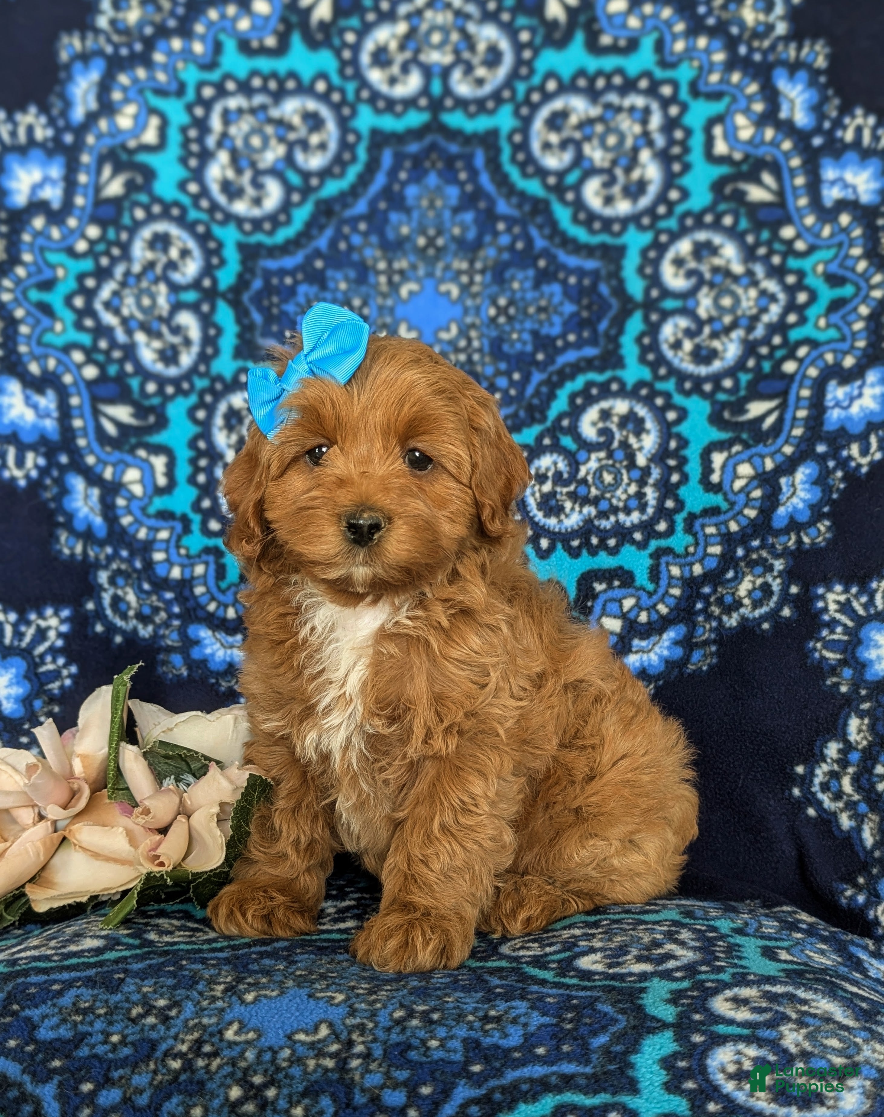 Cockapoo dogs Nutmeg Hypoallergenic - Ad 1