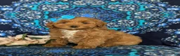 Cockapoo dogs for sale: Nutmeg Hypoallergenic - Ad 1