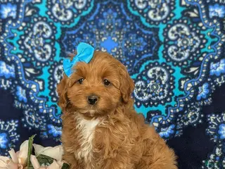 Cockapoo dogs for sale: Nutmeg Hypoallergenic - Ad 1