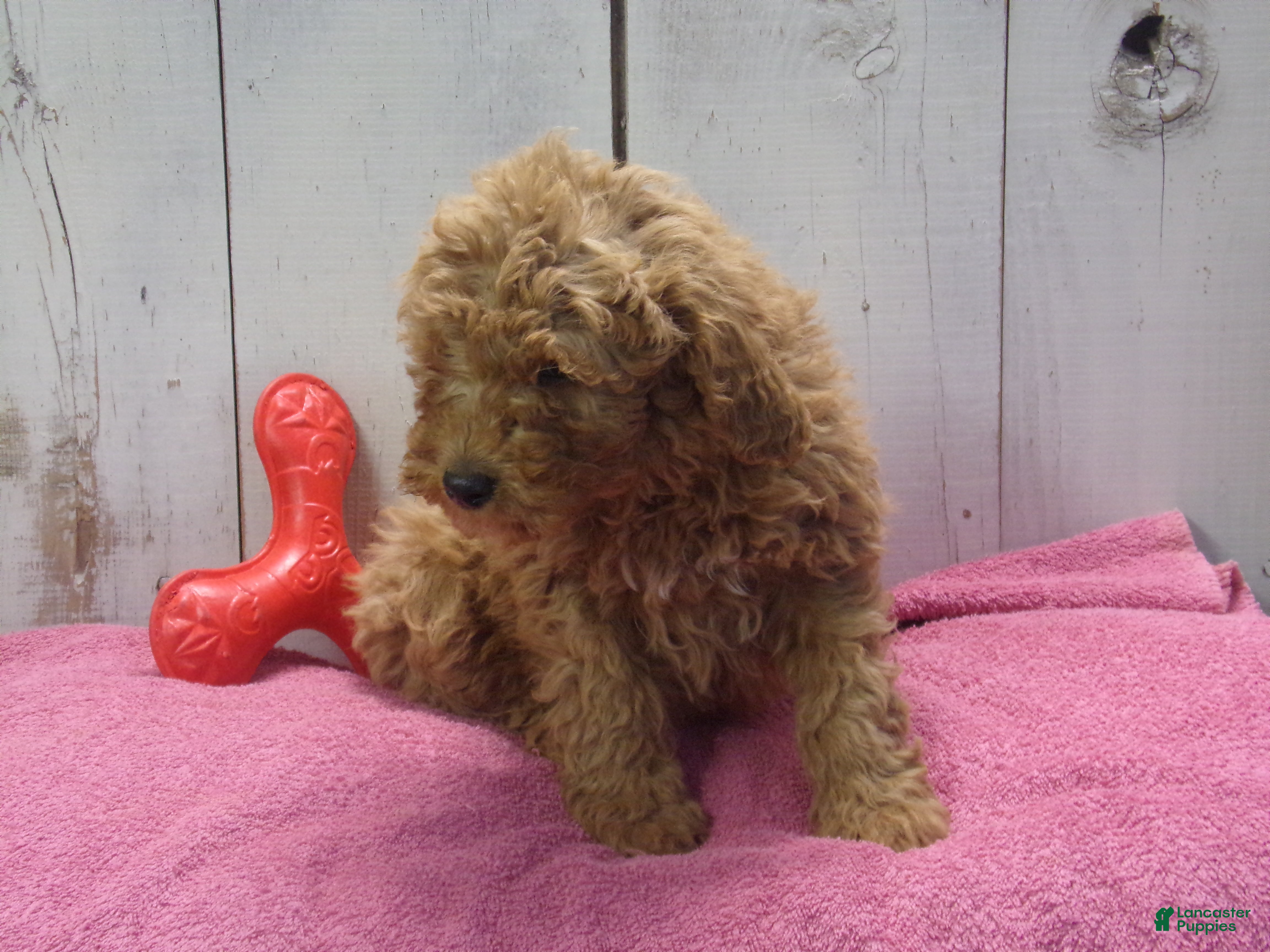 Standard Poodle dogs Ethel - Ad 2