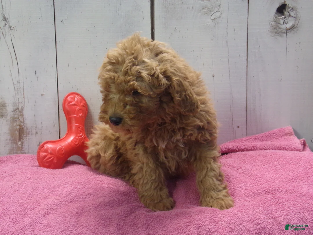 Standard Poodle dogs for sale: Ethel - Ad 2