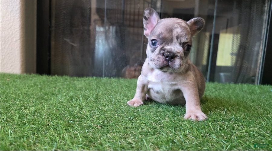 French Bulldog dogs French Bulldog 1 - Ad 15