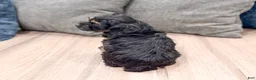 Cockapoo dogs for sale: Millie - Ad 5