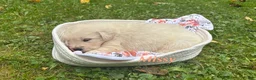 Golden Retriever dogs for sale: Missy - Ad 3