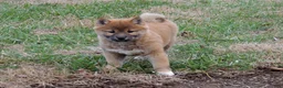 Shiba Inu dogs for sale: BINGO - Ad 9