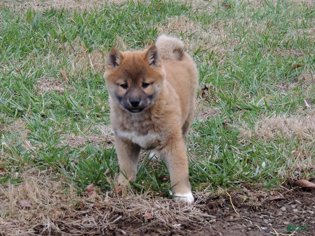 Shiba Inu dogs for sale: BINGO - Ad 9