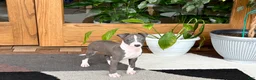 Italian Greyhound dogs for sale: Jerry - Ad 2