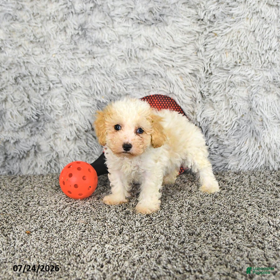 Toy Poodle dogs Benson   EXTRA SMALL - Ad 2