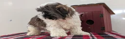 Shih Tzu dogs for sale: Cash - Ad 6