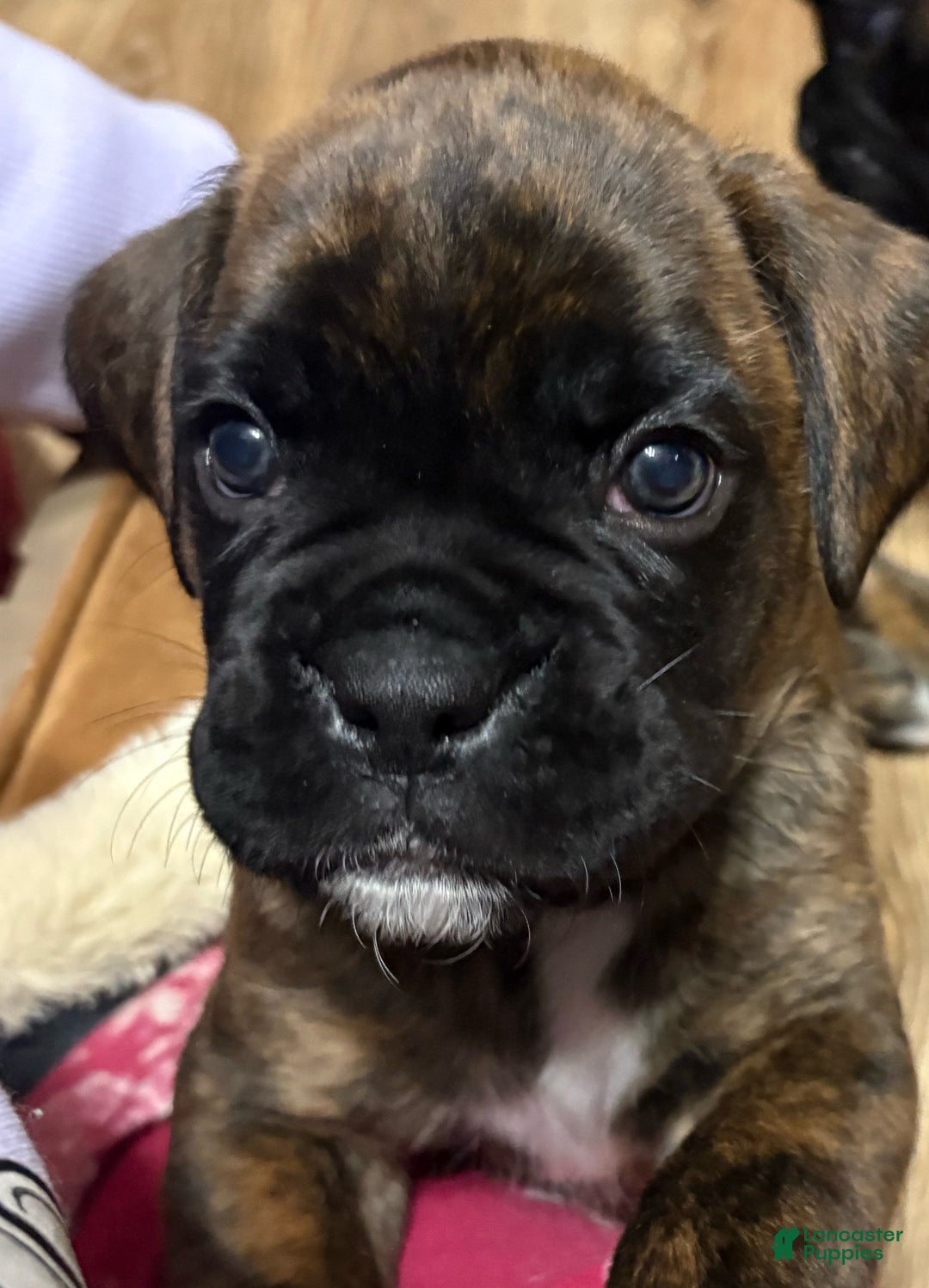 Boxer dogs for sale: Bear - Ad 2