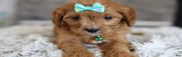 Cavapoo dogs for sale: Faye - Ad 14