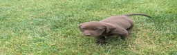 Labrador Retriever dogs for sale: Chocolate Male (Neon) - Ad 8