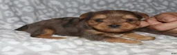 Yorkshire Terrier dogs for sale: Merle male 1 - Ad 7