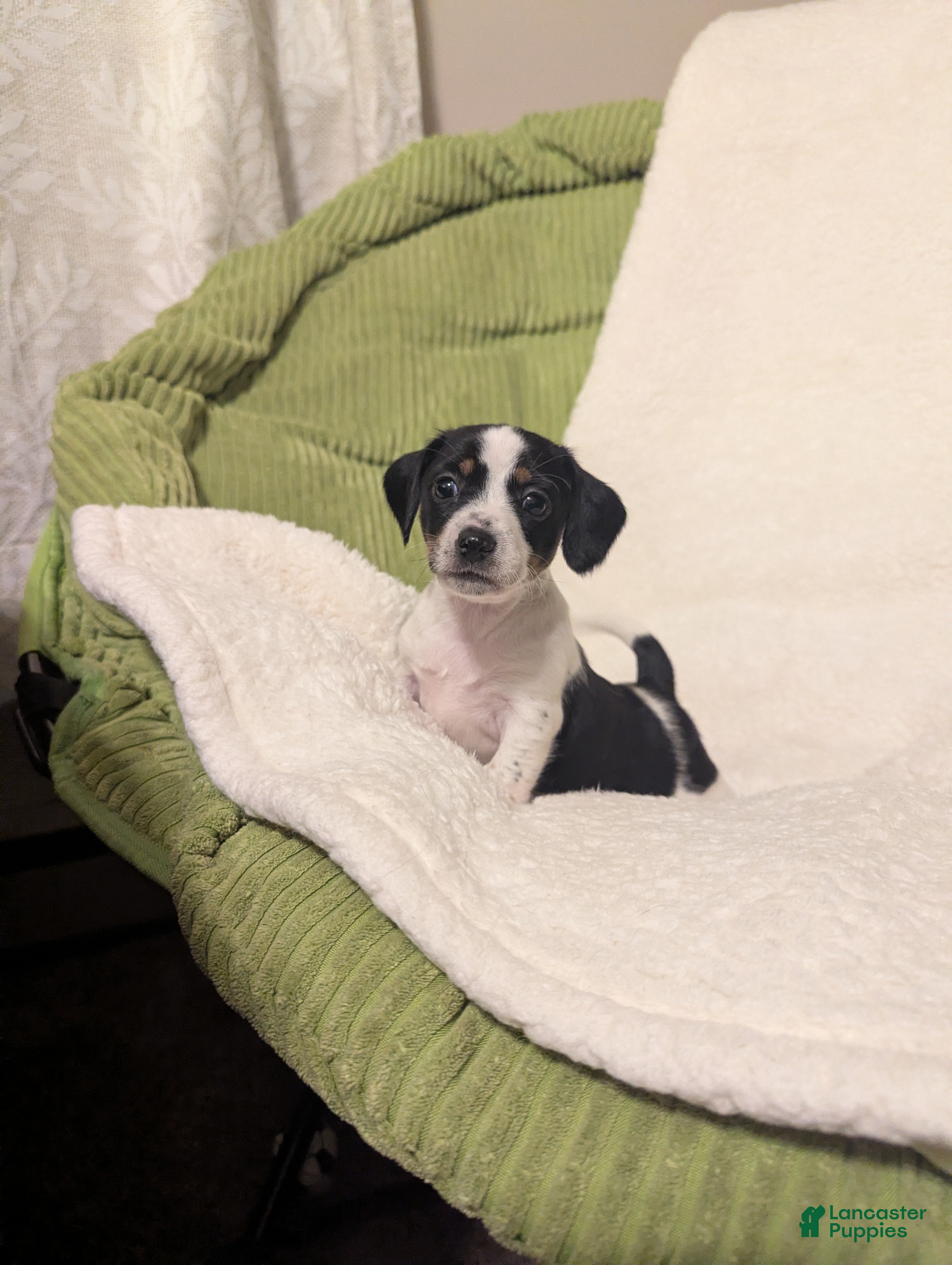 Mixed Breed dogs Pixie - Ad 38