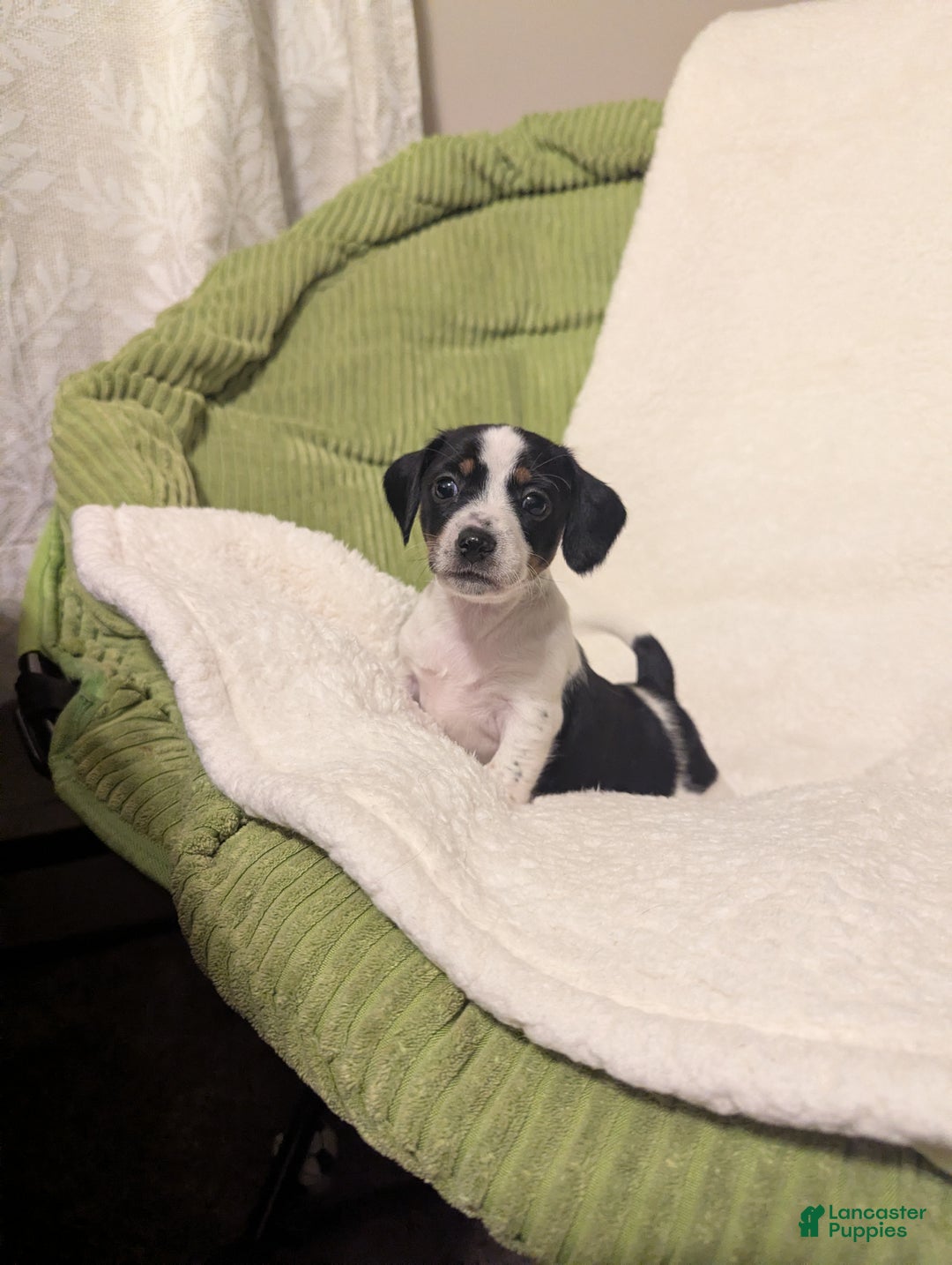 Mixed Breed dogs for sale: Pixie - Ad 1