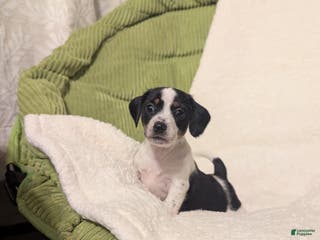 Mixed Breed dogs Pixie - Ad 38