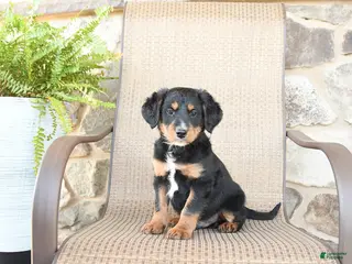 Mixed Breed dogs for sale: Paddington - Ad 3