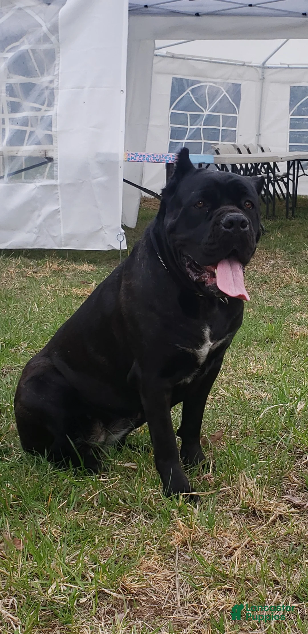 Cane Corso dogs for sale: Cane Corso Puppy 1 blue  - Ad 2