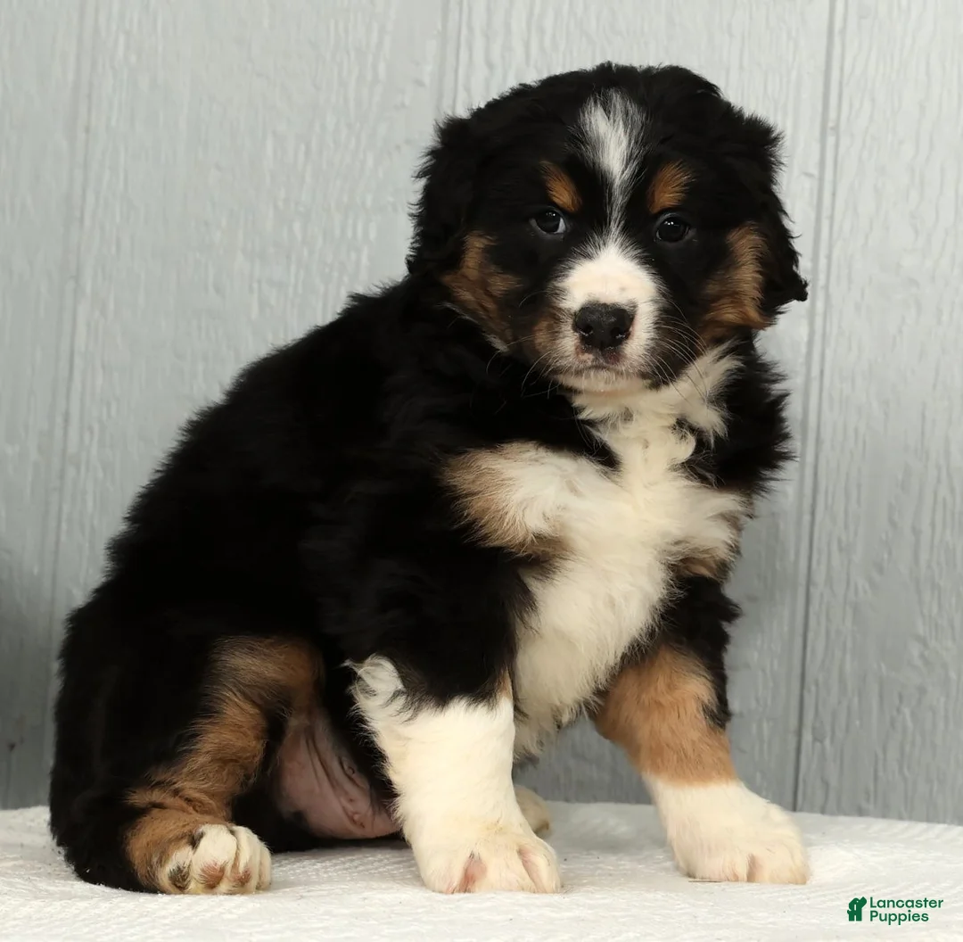 Australian Shepherd dogs for sale: Freddy - Ad 8