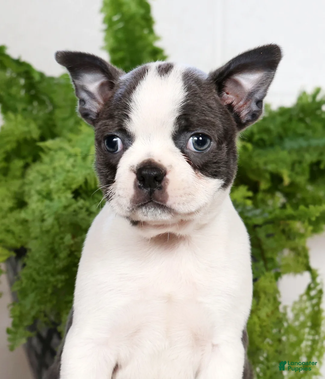 Boston Terrier dogs for sale: Kathy - Ad 9