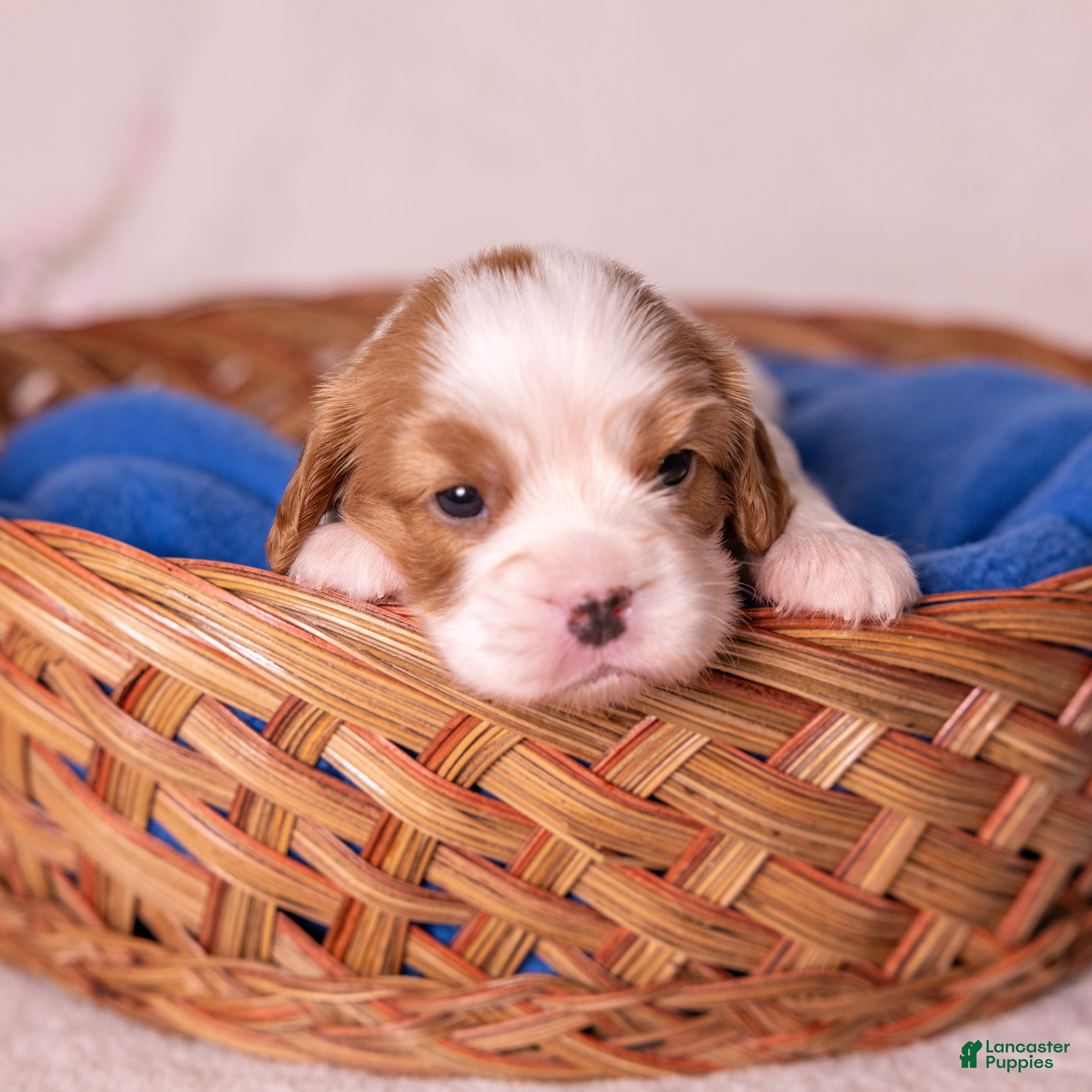 Cavalier King Charles Spaniel dogs Cheers - Ad 1