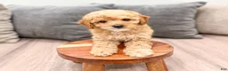 Miniature Poodle dogs for sale: Blaze - Ad 2