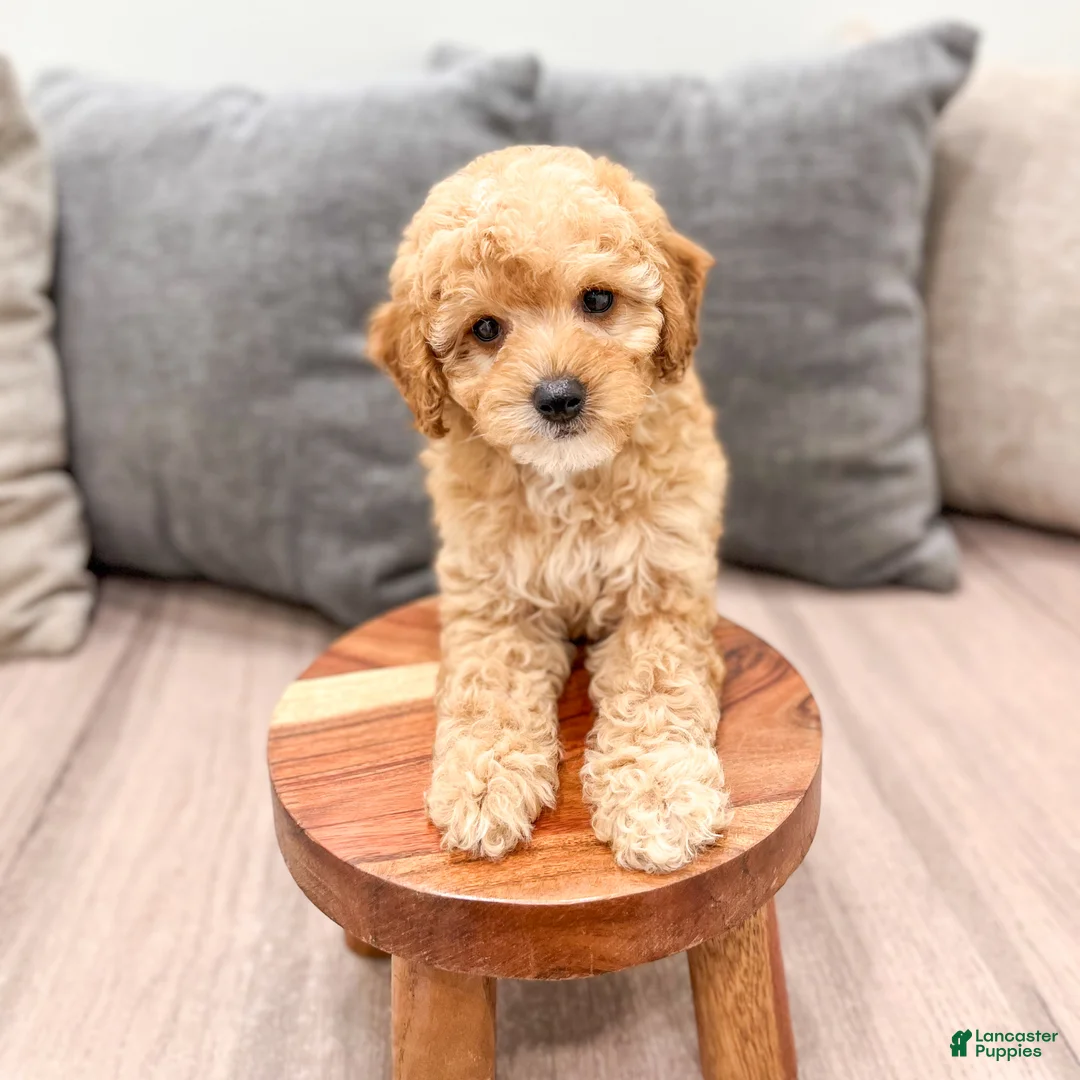 Miniature Poodle dogs for sale: Blaze - Ad 2