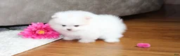Pomeranian dogs for sale: Teacup Pamela - Ad 7