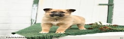 Mixed Breed dogs for sale: Bailey - Ad 3